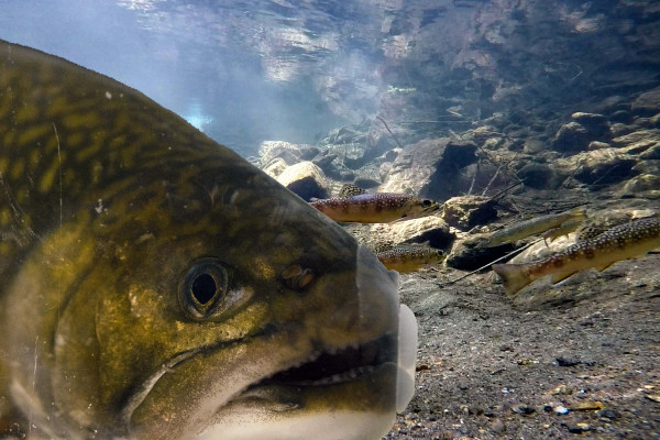 Fish in a stream, one is very close